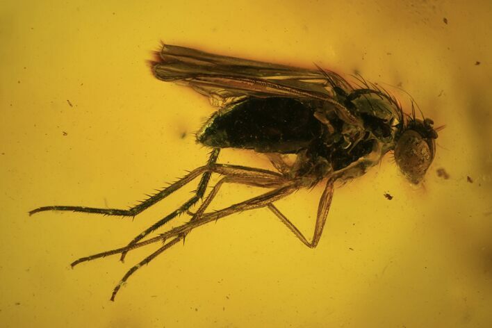 Detailed Fossil Fly (Diptera) In Baltic Amber #120612